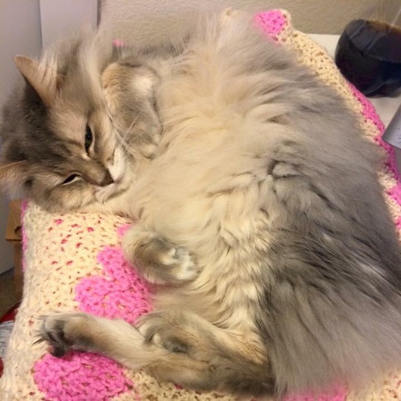 Meet your Posher, Heather - Picture 2 of 3